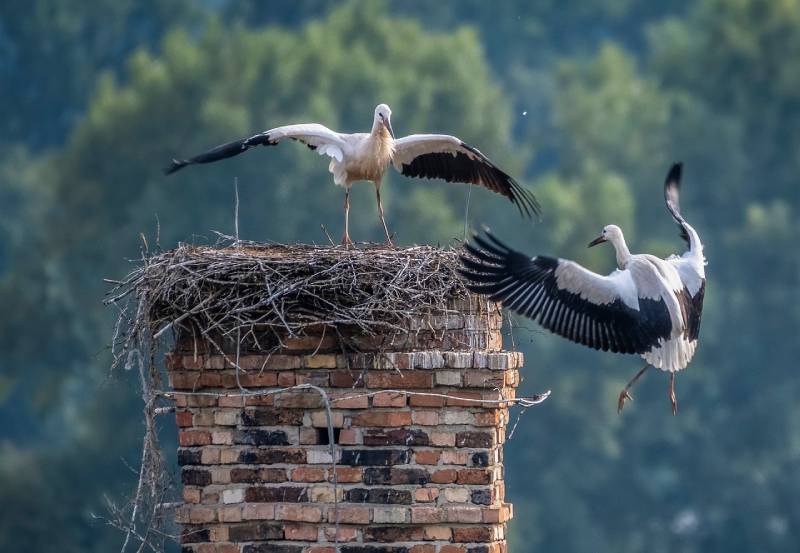 Expert Chimney Animal Removal in Mission Viejo, CA Professional Chimney Animal Removal Services in Mission Viejo, California